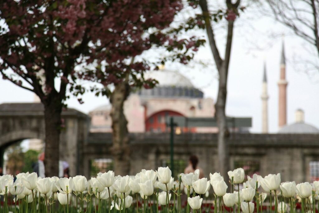Spring in Turkey — tulip season in Istanbul and wildflowers in Cappadocia